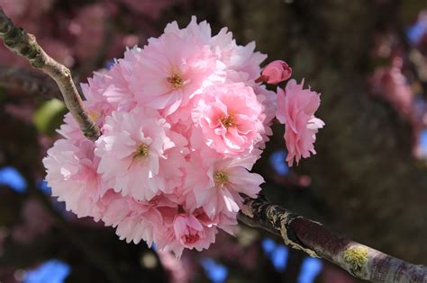 10,000+ Free Cherry & Cherry Blossom Images